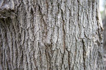 tree trunk texture close up