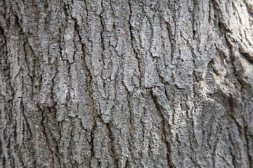 tree trunk texture close up