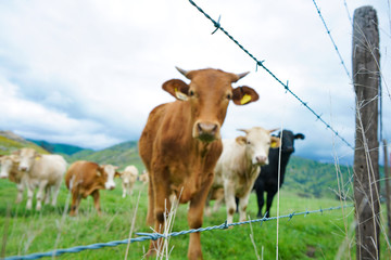 multi colored red brown black white beef cattle graze on green pasture. Herd of cows in green field. 