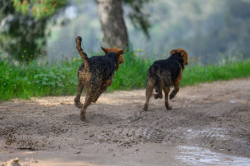 Two young Airedale Terrier dogs, smeared in the mud are playing in nature, jumping in a rain puddle