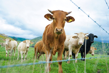 multi colored red brown black white beef cattle graze on green pasture. Herd of cows in green field. 