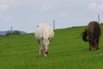 pferde