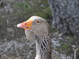 Goose
