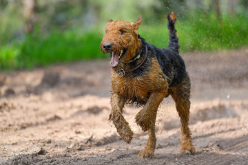 Airedale Terrier dog (1.3 year old) enjoys a walk in nature