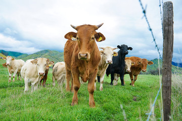 multi colored red brown black white beef cattle graze on green pasture. Herd of cows in green field. 