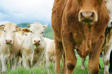 multi colored red brown black white beef cattle graze on green pasture. Herd of cows in green field. 