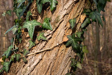 Baum im Wald mit Efeuranken natürlich und geheimnisvoll 