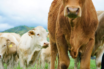 multi colored red brown black white beef cattle graze on green pasture. Herd of cows in green field. 