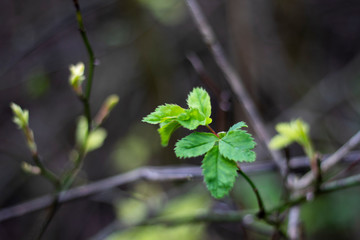 Springtime new leaf growth on tree with shallow depth of field 