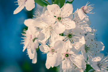 Blühende wilde Kirsche im Frühling zart und fein duftend - 256912829