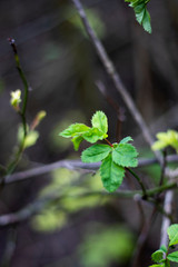 Springtime new leaf growth on tree with shallow depth of field 