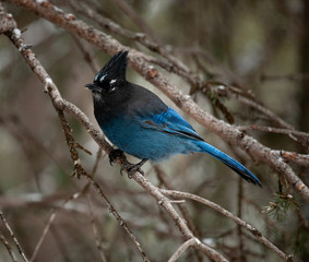 A Stellar's Jay looks alert on a cold winter day