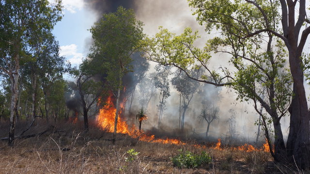 Incendie dans le bush australien