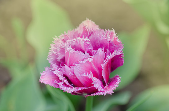 Terry fringed tulip Mascotte in garden