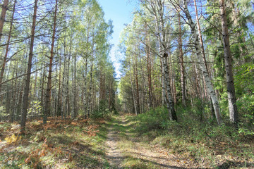 Obraz premium Forest road in early autumn. Trees wall stand to the left and right of the road.