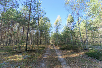 Forest road in early autumn. Trees wall stand to the left and right of the road.