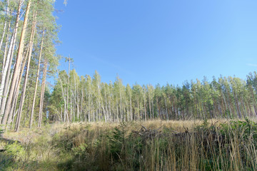 A field with grass that started to turn yellow and woods.