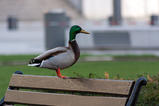 Stolzer Stockenten-Erpel posiert auf einer Parkbank f&uuml;r ein Foto-Shooting