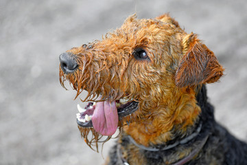 Portrait of Airedale Terrier dog (1.3 year old) with smeared face in mud after a walk in nature