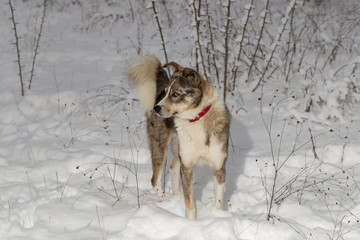 The alpha male of the Australian Shepherd  dominates the winter forest. The predator controls its...
