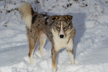 The alpha male of the Australian Shepherd  dominates the winter forest. The predator controls its...