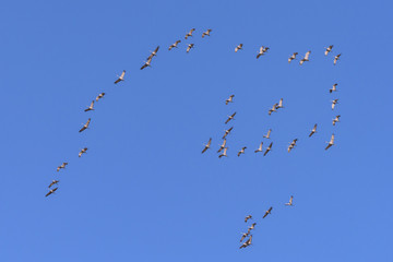 Group of Sandhill Cranes in Flight Against a Clear Blue Sky