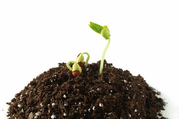 beans plant growing in heap organic potting soil in white background