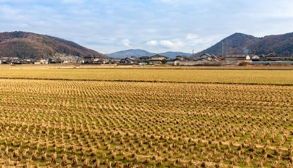 Autumn rice fields on the Kibi Plain Japan