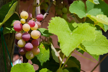 grape with leaves