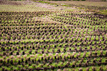 Rice fields in autumn on the Kibi Plain Japan