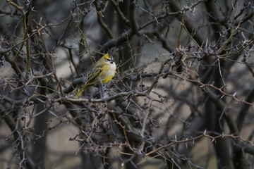 YelowCardinal,Gubernatrix cristata, Endangered species in La Pampa, Argentina