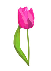 Vrctor bright pink tulip isolated on white background