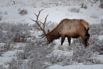 An Elk looks for food under the snow on a winters day
