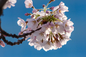 Bezauberndes Baumblüten-Ensemble leuchtet in der Frühlingssonne