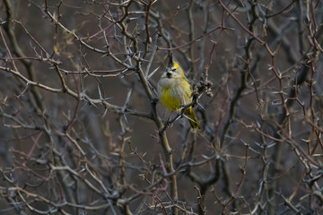 YelowCardinal,Gubernatrix cristata, Endangered species in La Pampa, Argentina