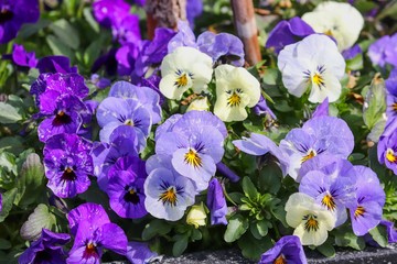 violette und blaue Blüten des Hornveilchens