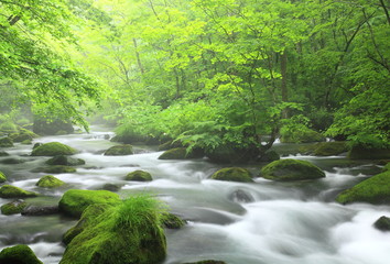 夏の渓流