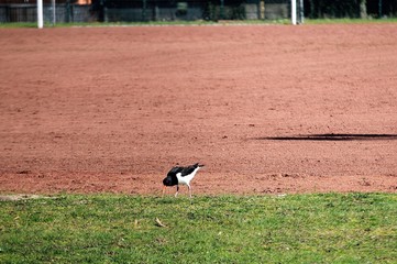 Der Austernfischer an einem Sportplatz