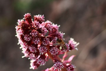 Bestäubung der Blume durch die Wildbiene