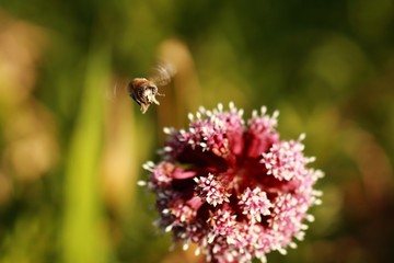 Biene im Anflug an die Blüte