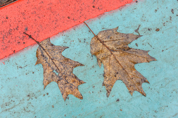 Two yellow leaf in the dirt on a green background.
