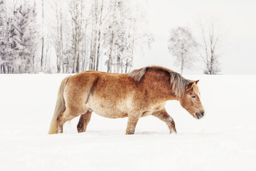 Light brown horse wading through snow on field in winter, blurred trees in background, photo from side