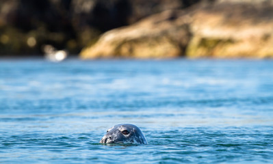Grey seal (Halichoerus grypus) poking its head out of the water as it swims at Port Wemyss, Islay,...