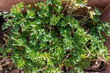 Texture e sfondi: verde di prezzemolo in luce solare