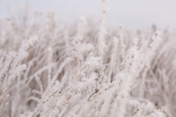 Winter snow landscape