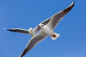 Obraz premium Photo of two seagull flying
