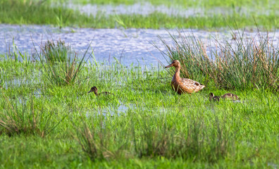 A female mallard (Anas platyrhynchos) with ducklings walks through a grassy pond at the Loch Gruinart Nature Reserve on the island of Islay, Scotland.