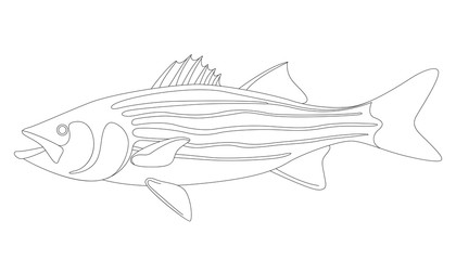 striped bass, vector illustration ,lining draw