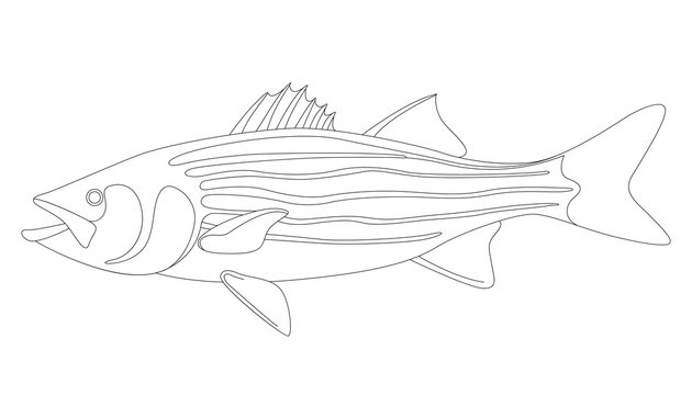 Download 1 121 Best Bass Fish Outline Images Stock Photos Vectors Adobe Stock