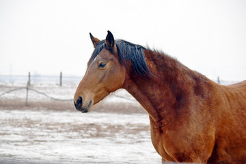 Obraz na płótnie Canvas Brown Horse Head Beauty Closeup 